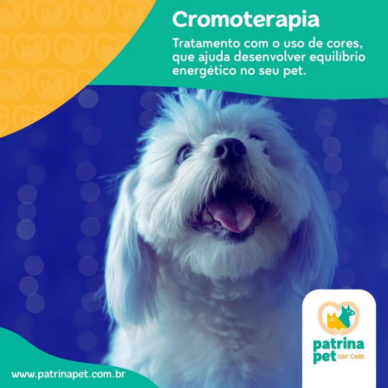 Cromoterapia para cães e gatos