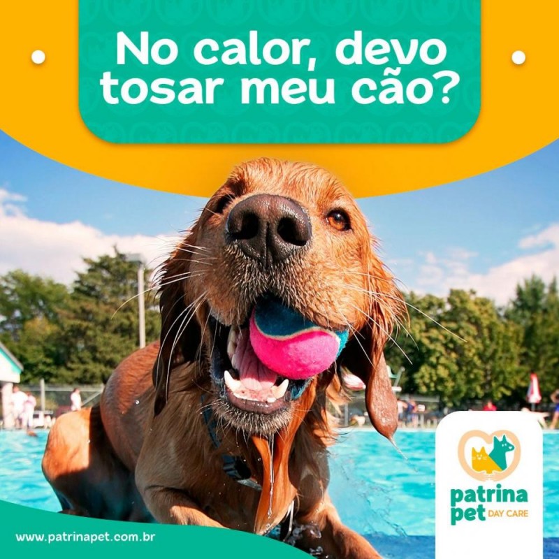 No calor devo tosar o meu cão? 