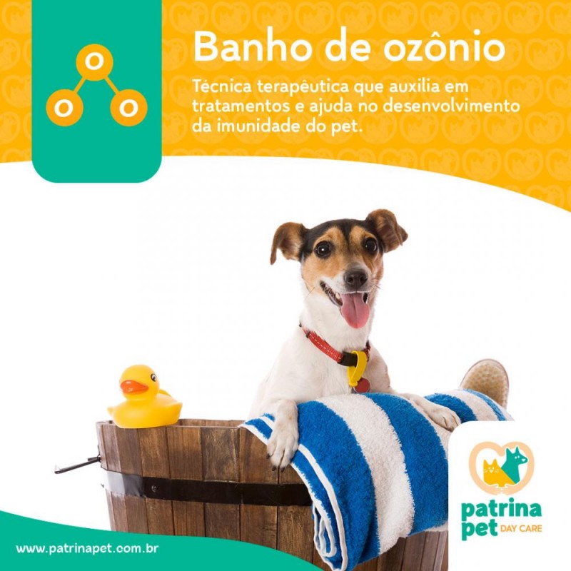 Ozonioterapia em cães e gatos